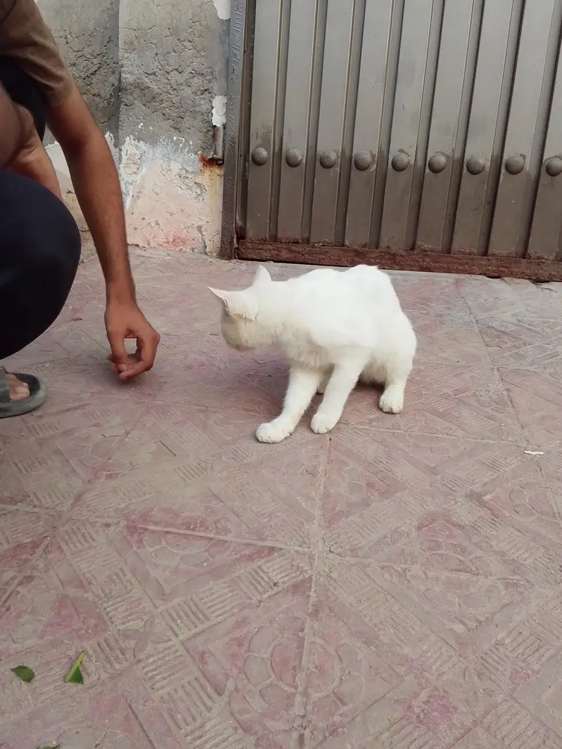 nice cat — photo 3