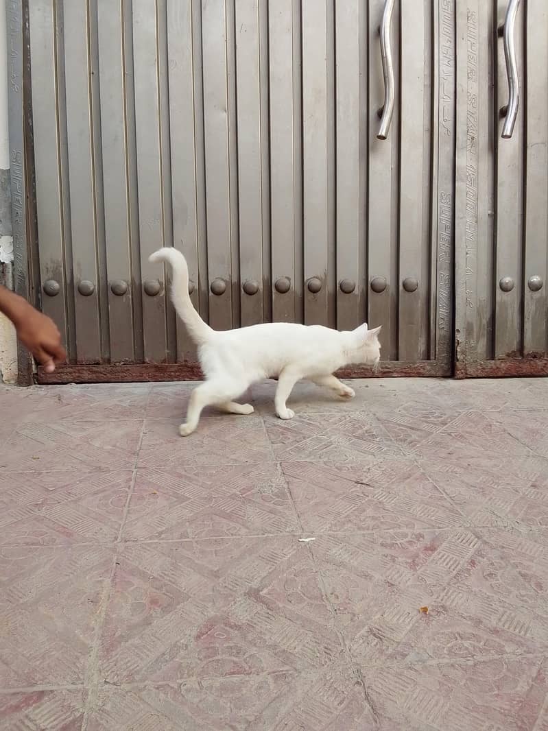 nice cat 3