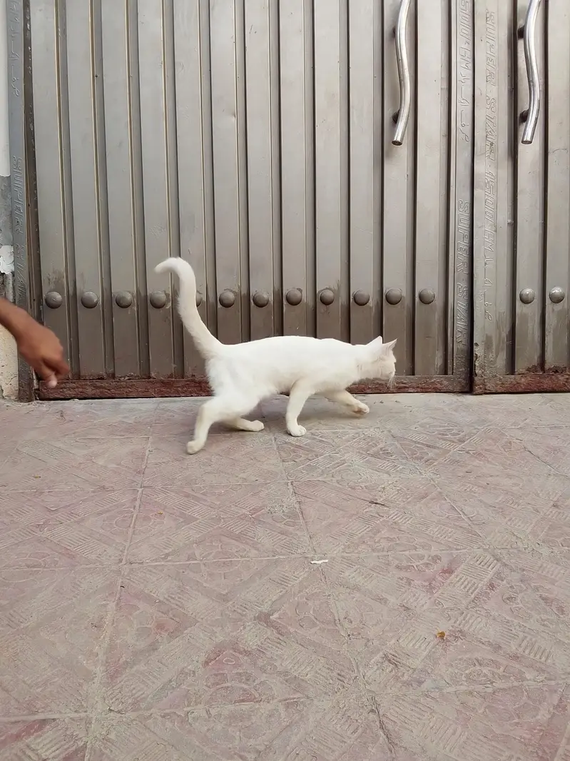 nice cat — photo 4