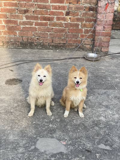 Friendly and toy dog