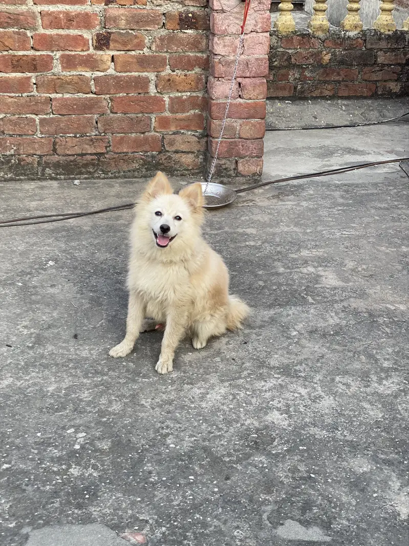 Friendly and toy dog — photo 2