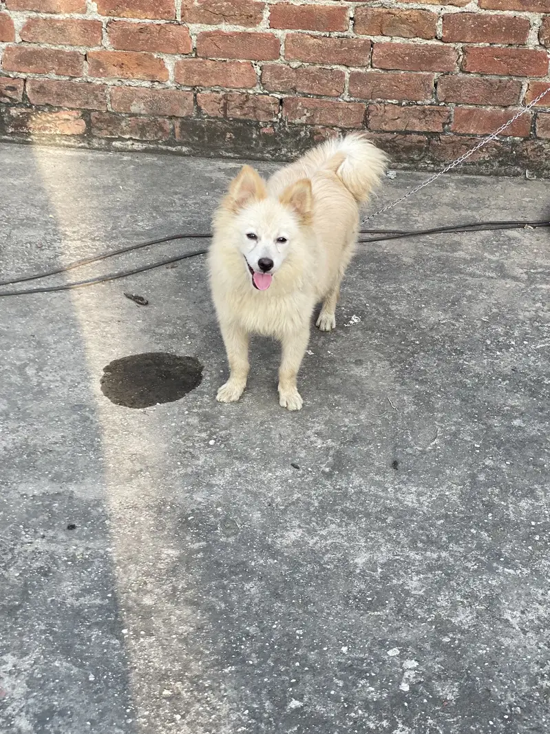 Friendly and toy dog — photo 3