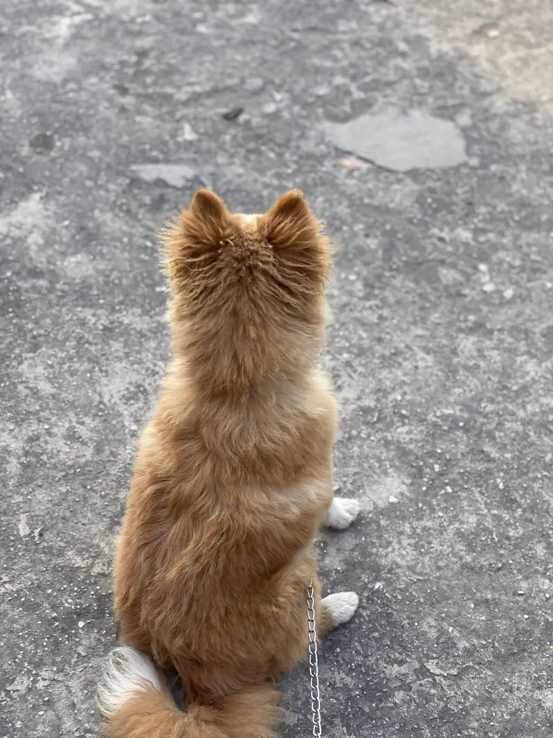 Friendly and toy dog — photo 4