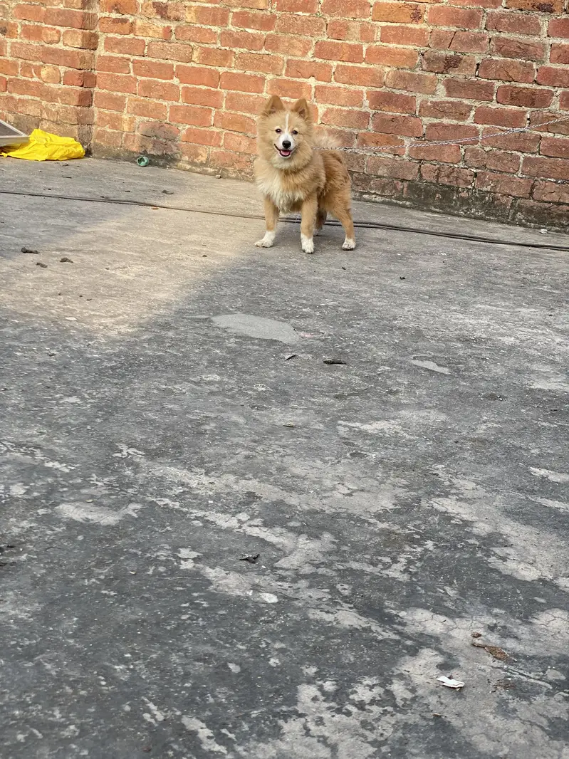 Friendly and toy dog — photo 5