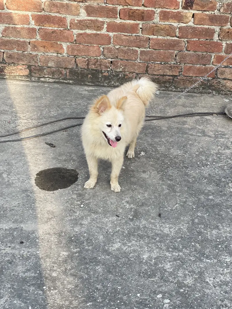 Friendly and toy dog — photo 6