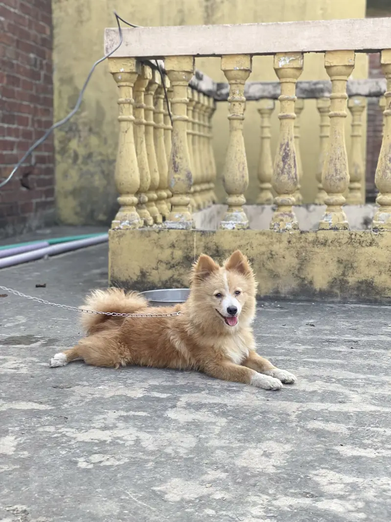 Friendly and toy dog — photo 7