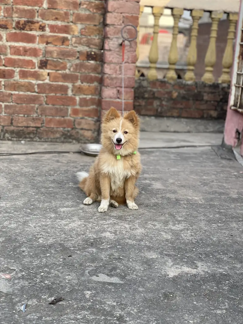 Friendly and toy dog — photo 8