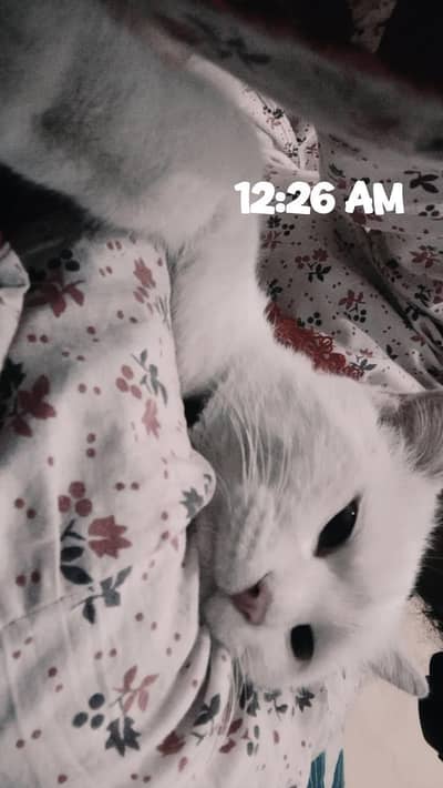 Cute desi cat , litter trained , Lahore