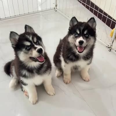 Siberian husky puppies for sale