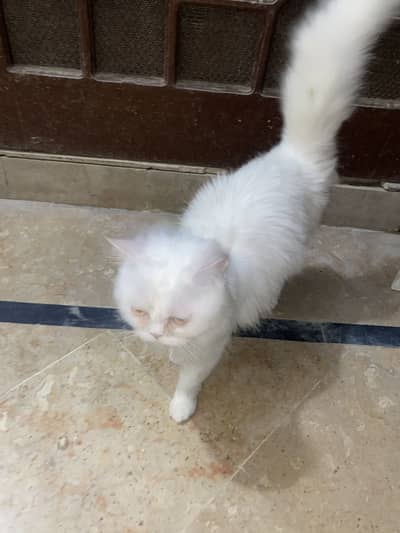 2 Cats for sale one punch face and 2 another
