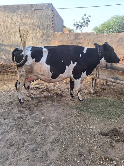 cow for sale pregnant