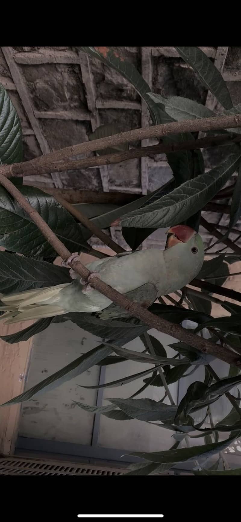 Raw parrot fully trained 0