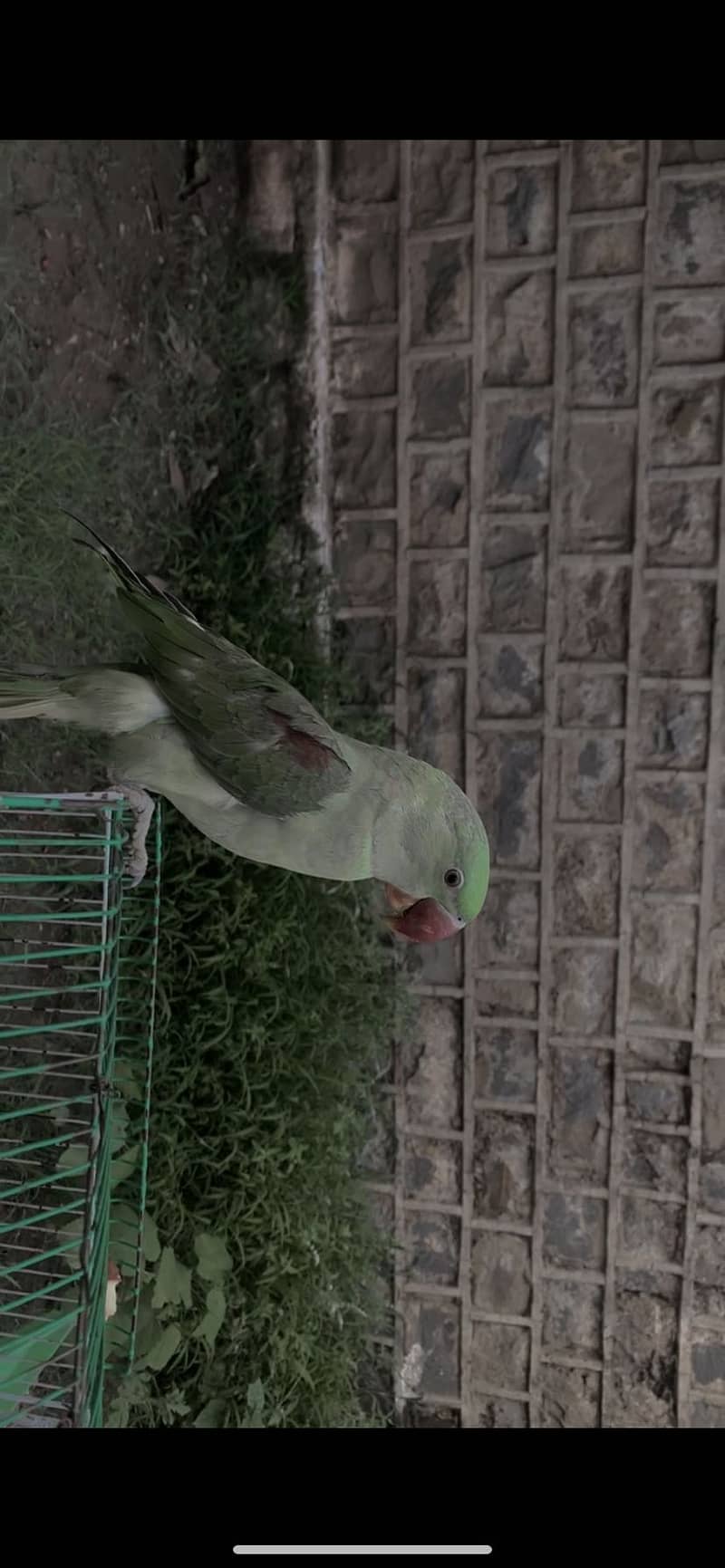 Raw parrot fully trained 1