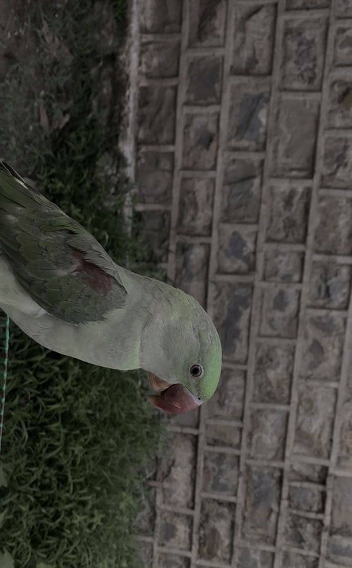 Raw parrot fully trained 2