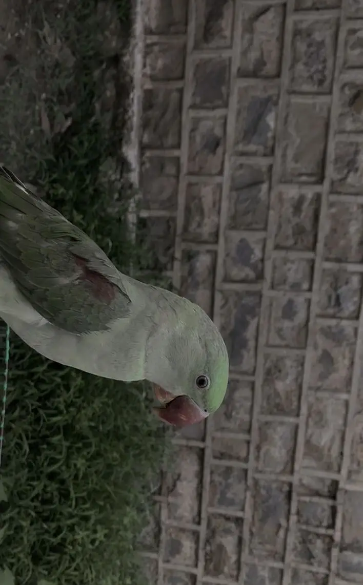 Raw parrot fully trained — photo 3