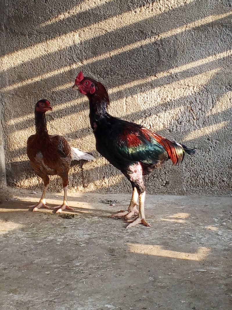 Mianwali 1