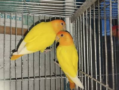 Orangehood opaline lovebird orange hood opline rosicolli