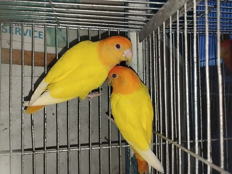 Orangehood opaline lovebird orange hood opline rosicolli — photo 2