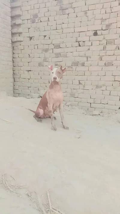 Pitbull female for sale price 30 hzar contact&watsap 03296032799