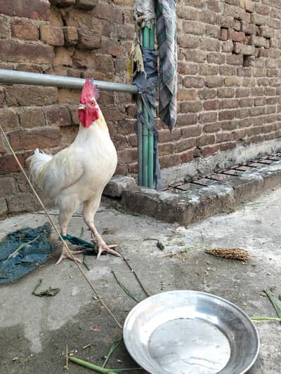 dasi breeder murgha03432628764wats AAP only