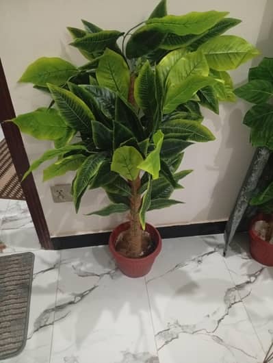 plants for decor
