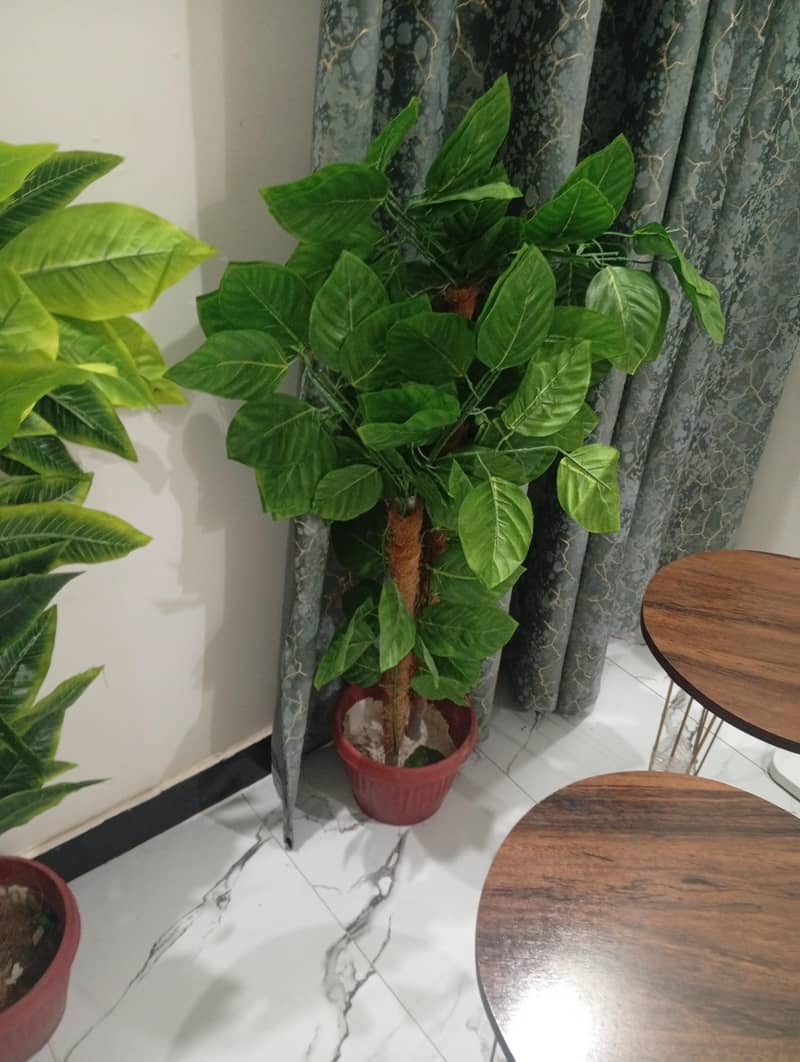 plants for decor 1