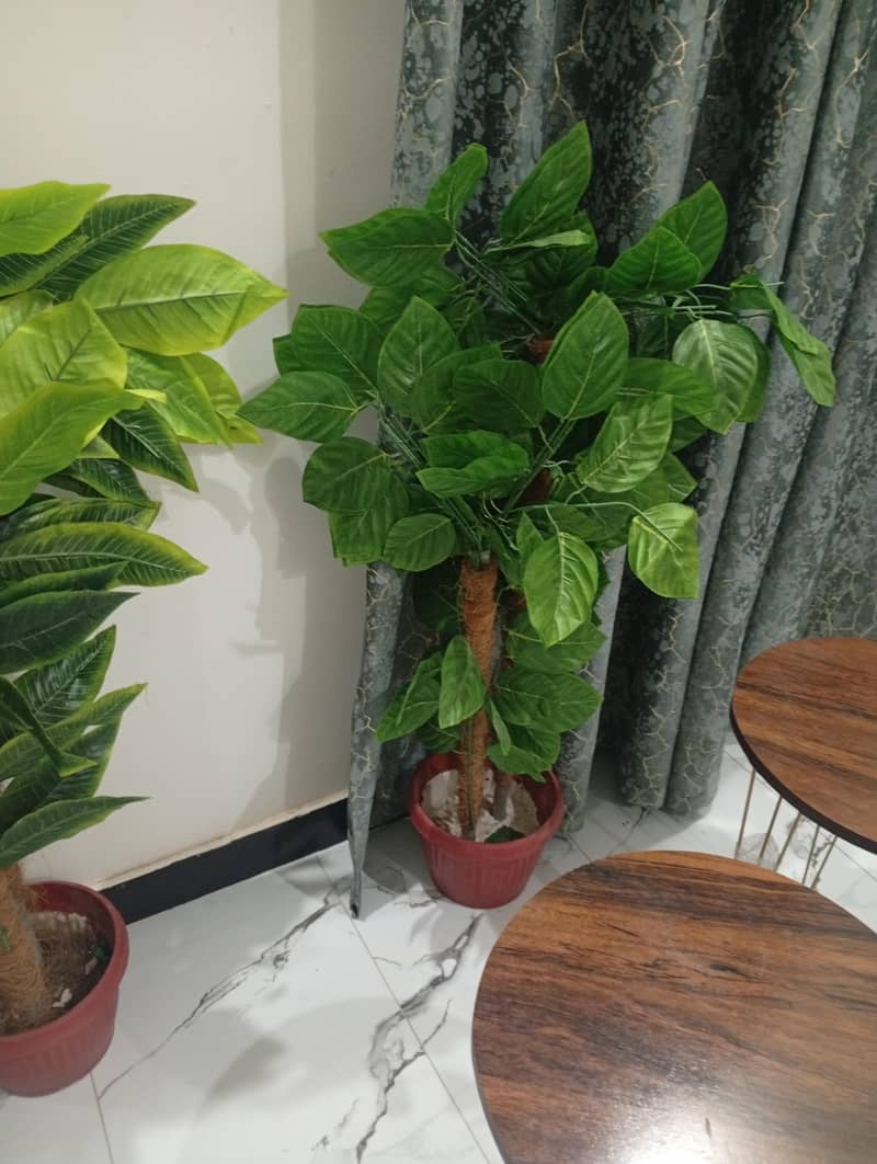 plants for decor 2