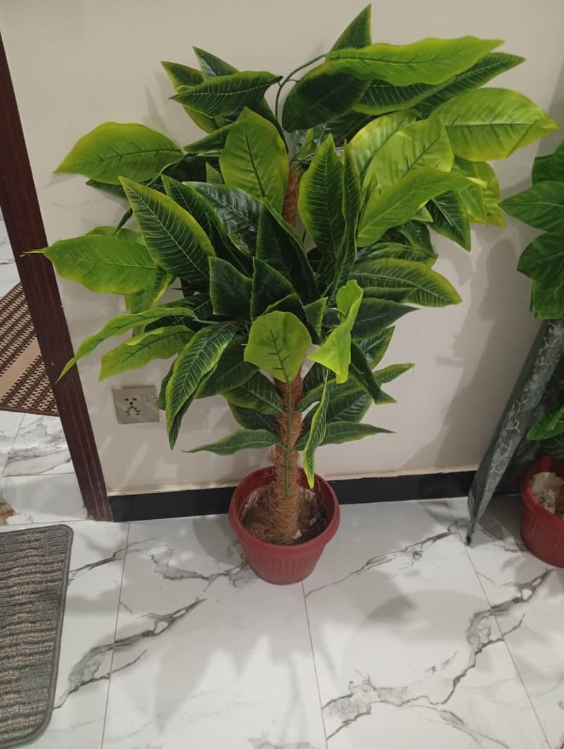 plants for decor 3