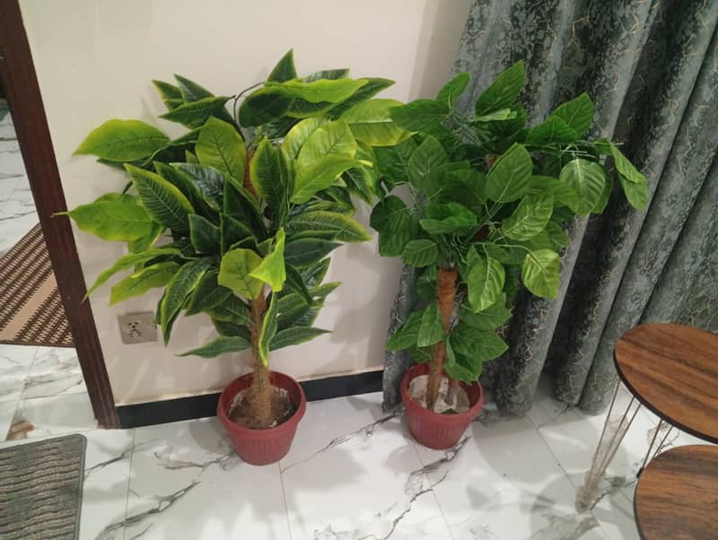 plants for decor 4