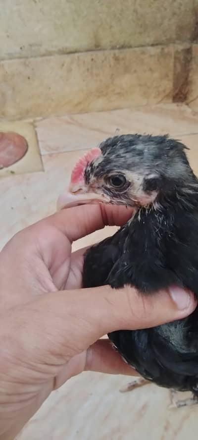 Polyester chick
