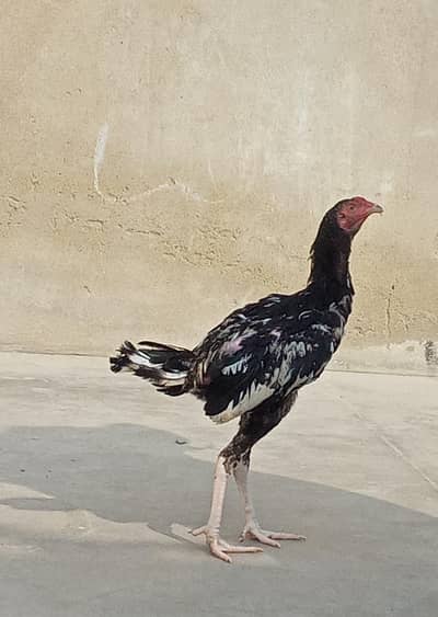 java Patta male or aseel patha male for sale