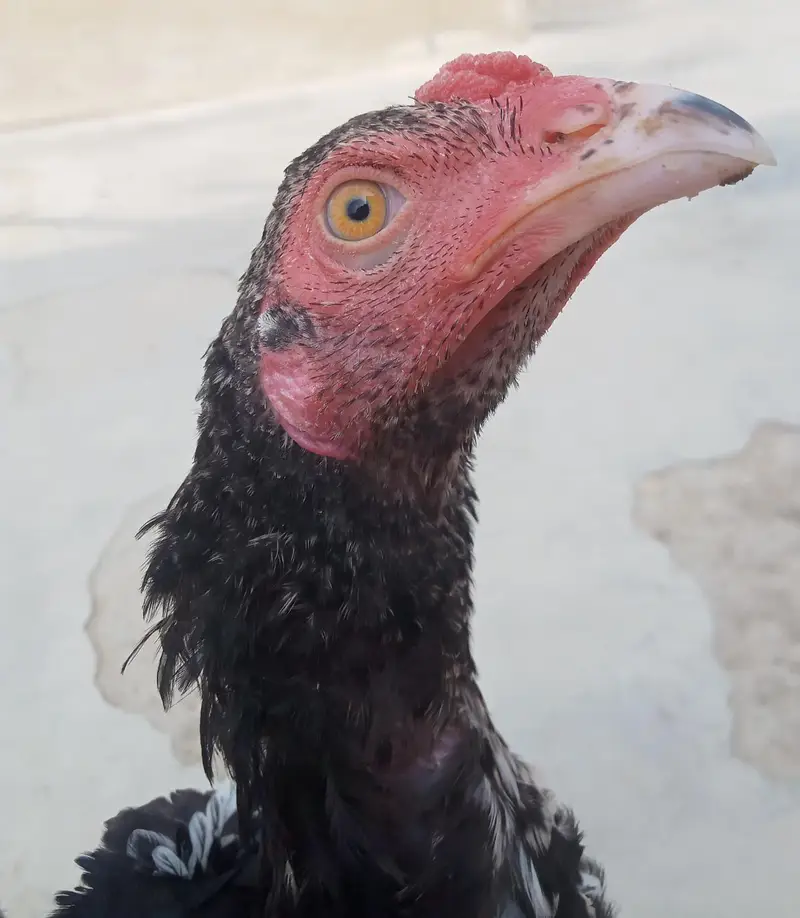 java Patta male or aseel patha male for sale — photo 2