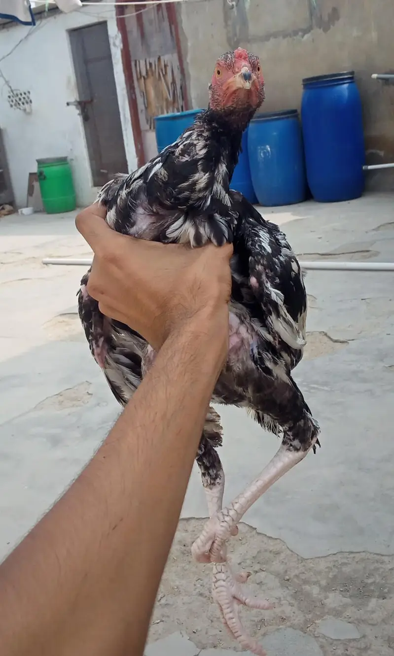 java Patta male or aseel patha male for sale — photo 4