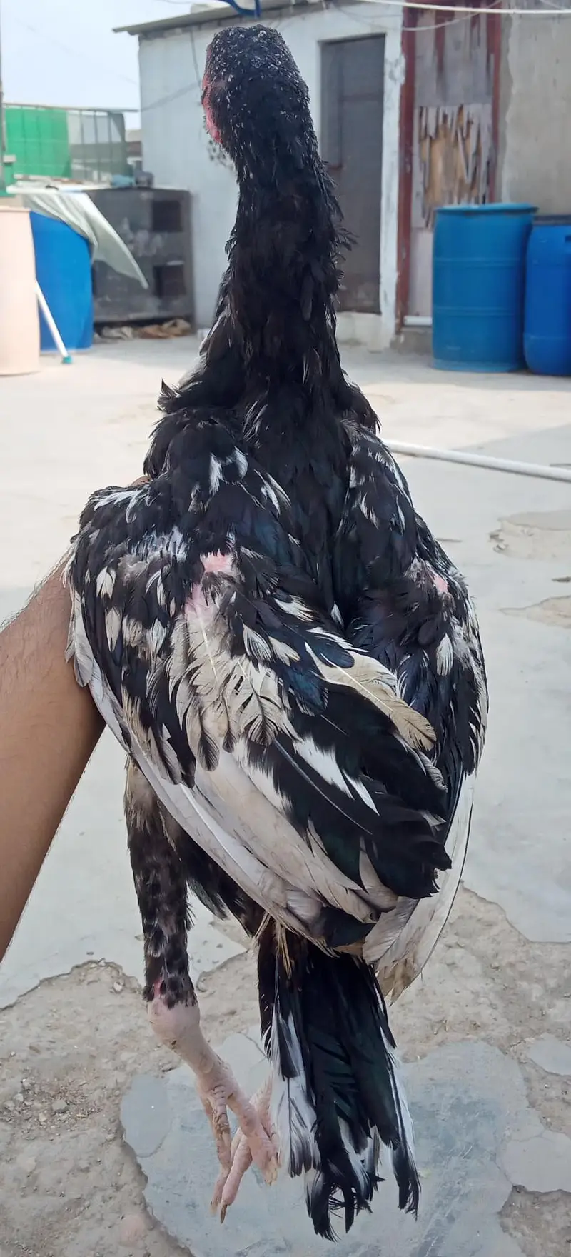 java Patta male or aseel patha male for sale — photo 5