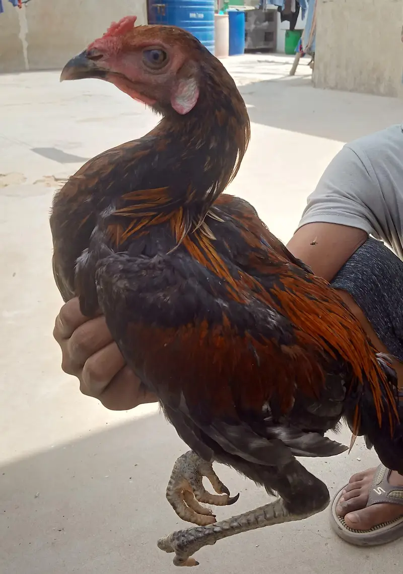 java Patta male or aseel patha male for sale — photo 6