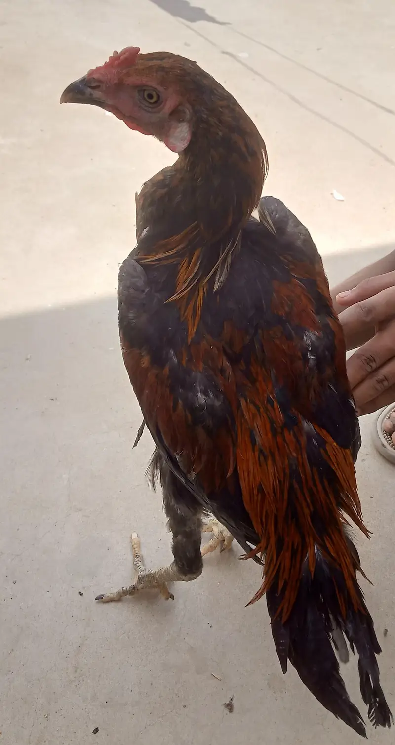 java Patta male or aseel patha male for sale — photo 7