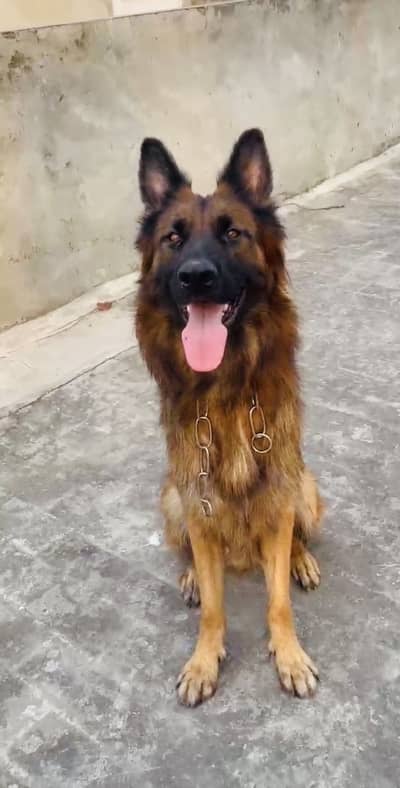 Show Quality German shephard Long Coat Male For sale