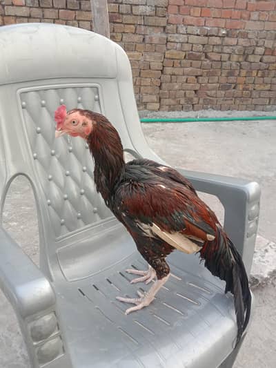 lakha birds