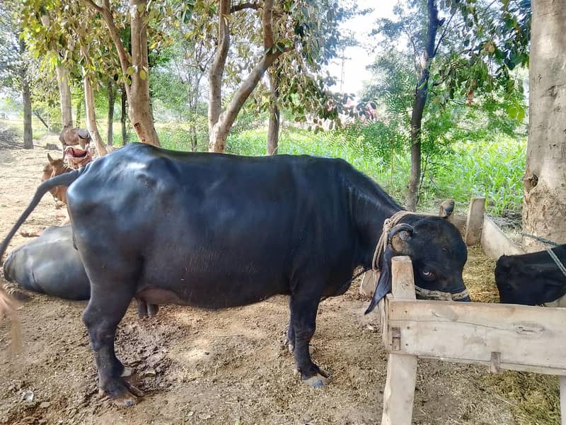 Buffalo 0