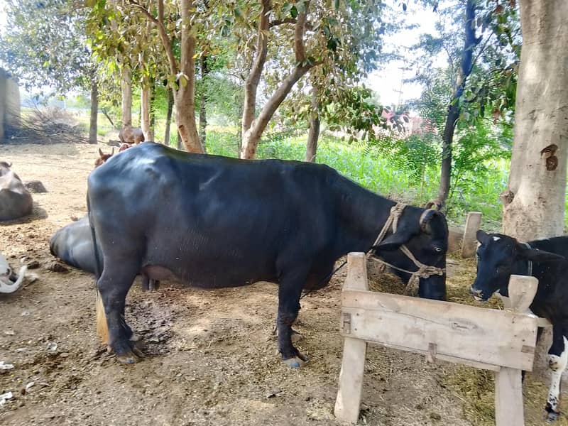 Buffalo 1