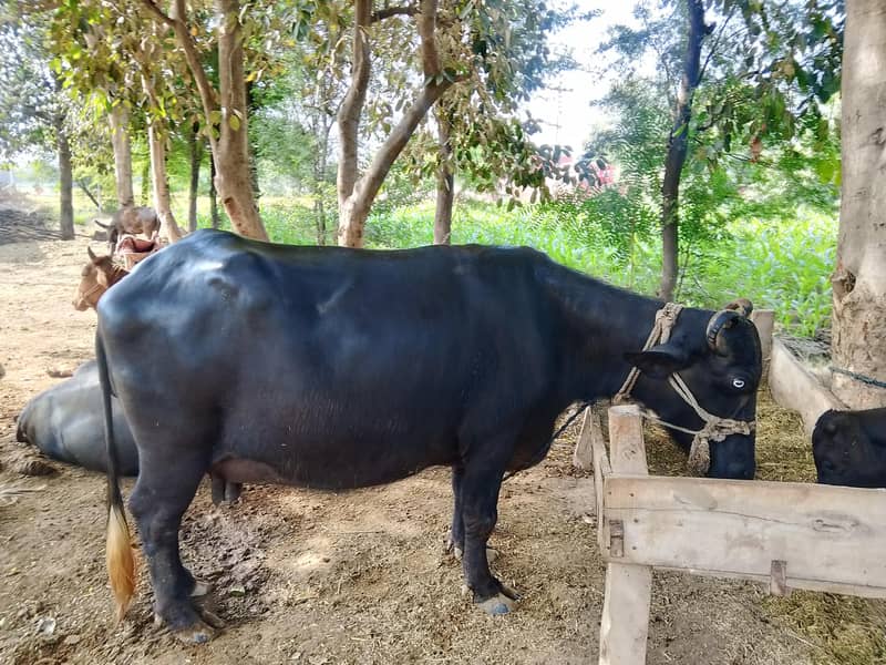 Buffalo 2