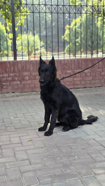 Belgian Shepherd For sale