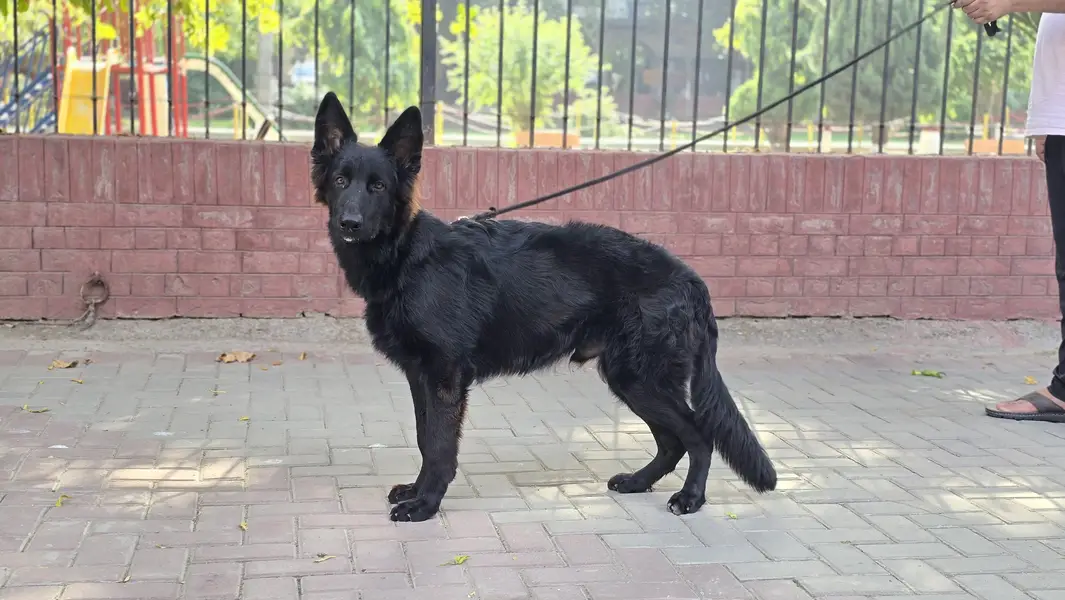 Belgian Shepherd For sale — photo 2