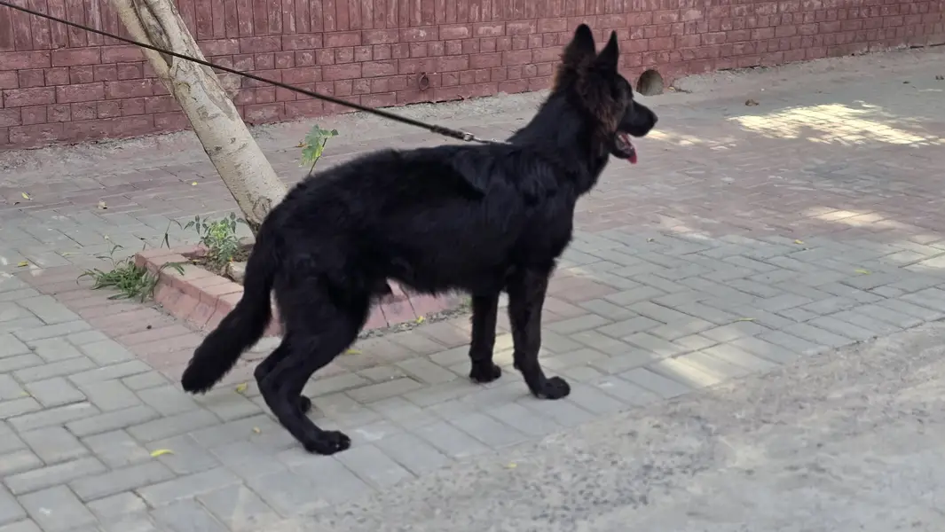 Belgian Shepherd For sale — photo 3