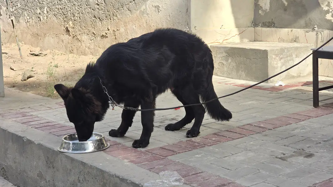 Belgian Shepherd For sale — photo 4