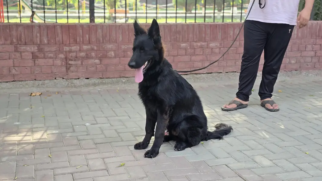 Belgian Shepherd For sale — photo 5