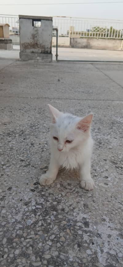 Persian double coat cat urgent sale