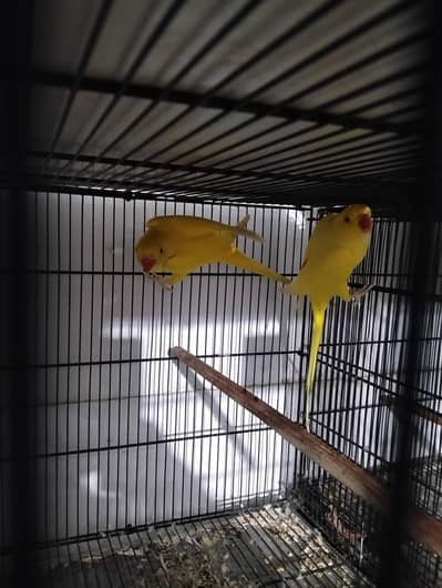 Yellow ring neck breeder pair