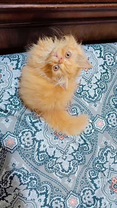 peki/peke kitten  for sale sell from cfa bloodline