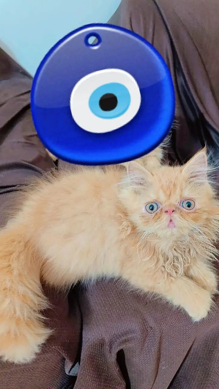peki/peke kitten  for sale sell from cfa bloodline — photo 2